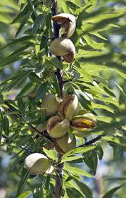 almonds
