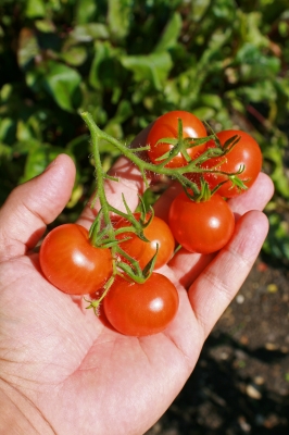 food pantry clients need your extra tomatoes
