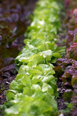 lettuce and other garden greens for food pantries