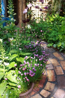 your patio garden can help feed neighbors in need